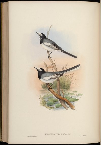 Motacilla personata = Motacilla alba personata von John Gould